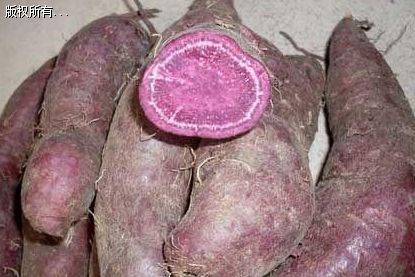 紫薯王紫薯苗
